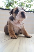 �ngiliz buldog